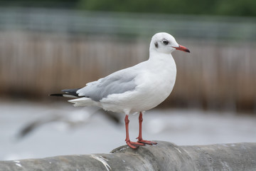 Naklejka premium White seagull standing on the bridge
