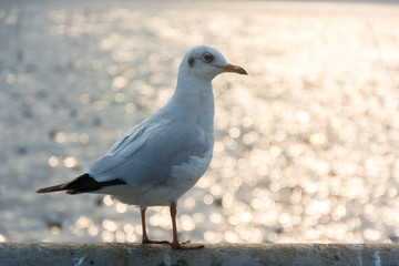 White seagull standing on bokeh background