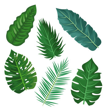 Plants and leaves vector illustration graphic design vector illustration graphic design