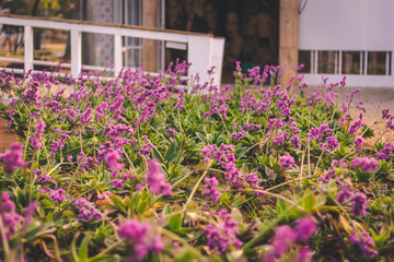 Flores na casa do baile Fllowers in the prom house Pampulha