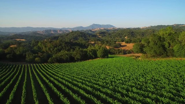 An side low aerial over vast rows of vineyards in Northern California's Sonoma County. 