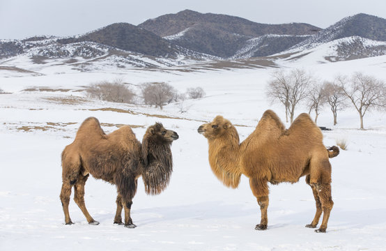 bactrian camels walking in a the winter landscape of northern Mongolia