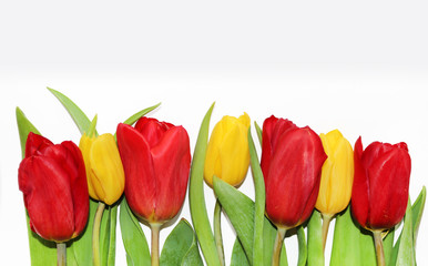 red and yellow tulips on a white background. border