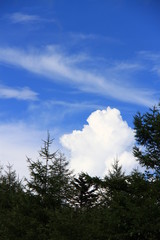 そびえたつ木々と雲