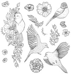 Set of of birds and flowers