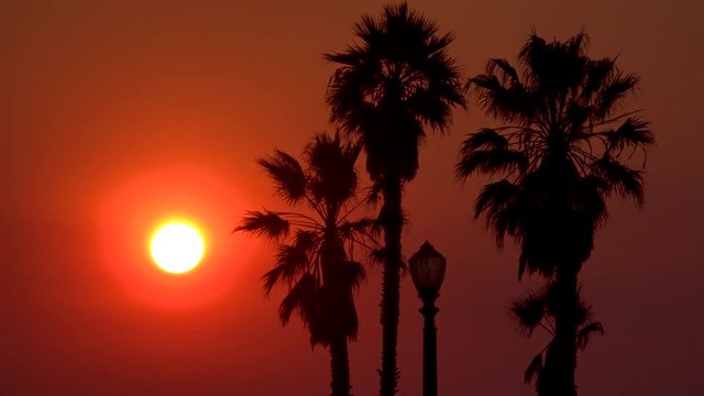 A sunset behind palm trees in Los Angeles, California.