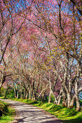 Pink Cherry Blossom Path through a beautiful road in soft light of sunset