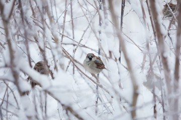 Sparrow in snowy bush at cloudy winter day