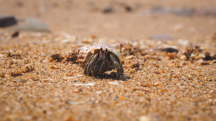 hermit crab for graphic resource or background film style photo