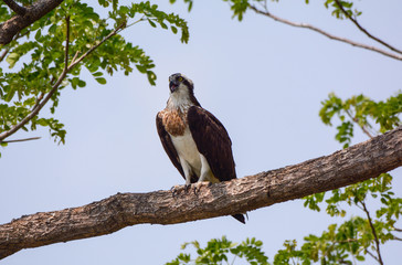 Osprey in flying action, Osprey sea hawk.
