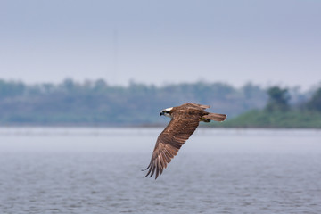 Osprey in flying action, Osprey sea hawk.