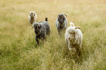 Goats walking in tall grass on a summer day.