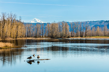 View of Mt Hood and geese from Steigwald National Wildlife Refuge.
