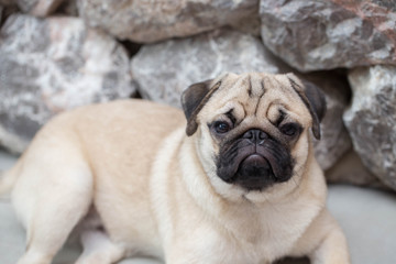 Fototapeta premium cute pug looking and ready to sleep