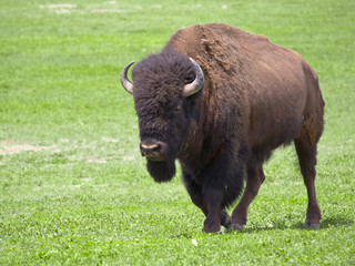 Wild buffalo - 196440165