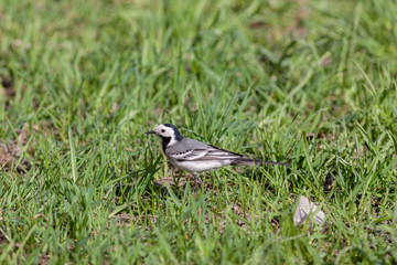 wagtail in a spring grass