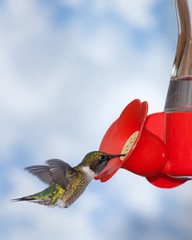 Feeding ruby-throated hummingbird - 196441745