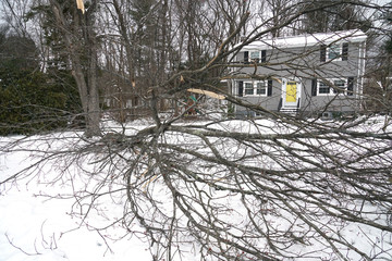 fallen tree during snow storm in front of the house