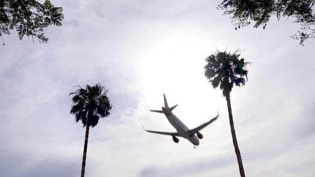 A nice angle against a palm tree as a generic plane lands silhouetted against the sun in California.