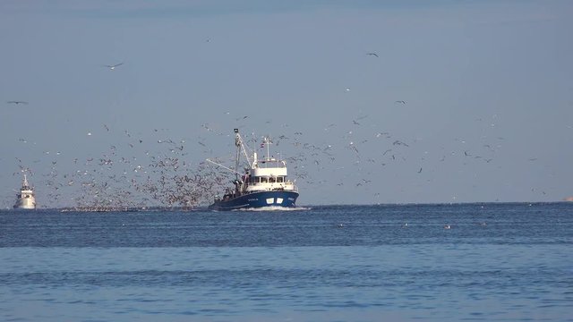 A modern fishing boat comes into port with hundreds of seagulls in pursuit.