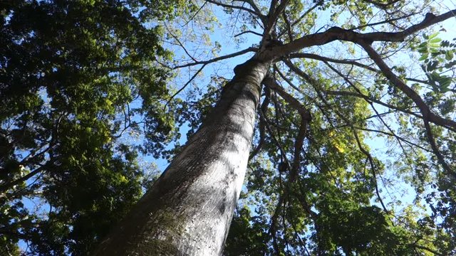 Low angle view under the ceiba tree towards canopy.