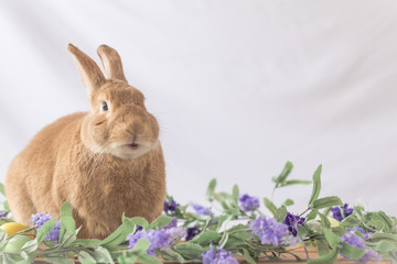 Rabbit poses with lilac flowers and wooden board in soft vintage setting, Easter Bunny at Springtime