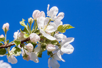 Flowers of an apple tree against a blue sky