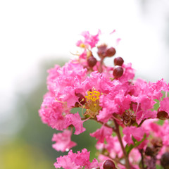 Queen's crape myrtle flower