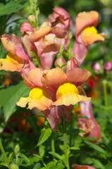 Antirrhinum flowers closeup