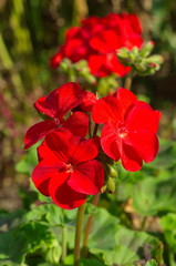The red flowers of pelargonium zonale close-up