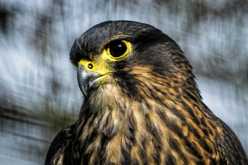 NZ falcon portrait 