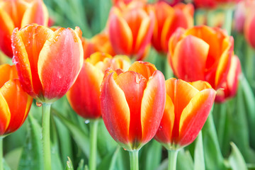 Tulip flower with green leaf background in tulip field at winter or spring day for postcard beauty decoration and agriculture concept design.
