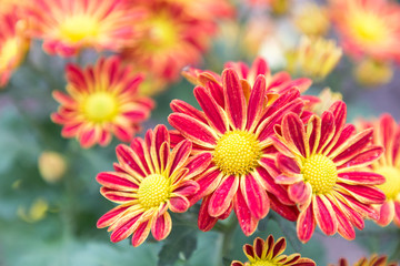 Fototapeta premium Flower and green leaf background in garden at sunny summer or spring day for postcard beauty decoration and agriculture concept design.