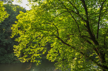 Sofiyivsky Park - Uman, Ukraine