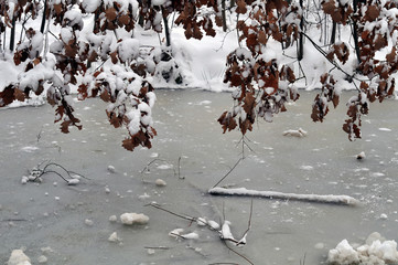 schneebedeckte Eichenzweige über gefrorenem Teich