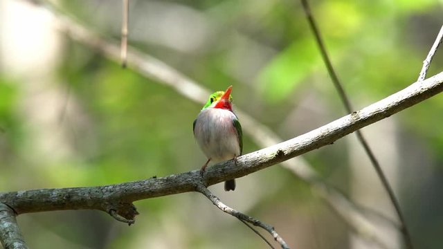 The Cuban tody bird poses on a small branch.
