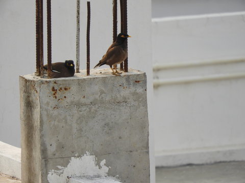 Common Indian mynas or birds on a pillor