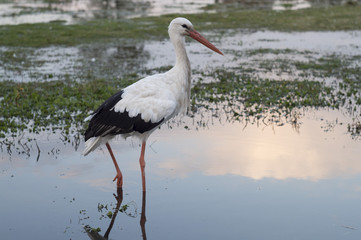 stork on the lake
