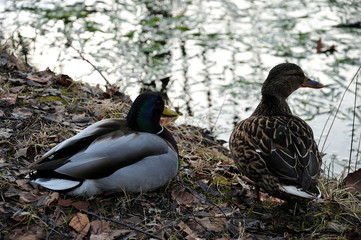 Stockentenpaar am Teichufer