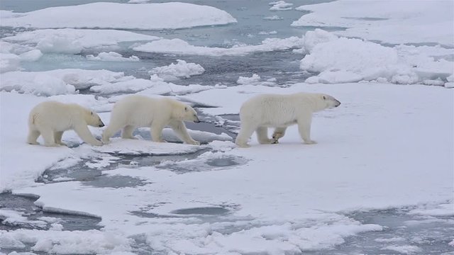 Polar bear sow and two cubs walking on the sea ice in Polar Bear Pass north off Baffin Island in Nunavut, Canada. 