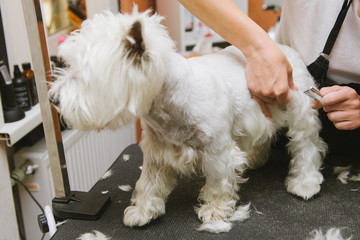 professional combing dog West Highland White Terrier in the grooming salon.