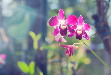 orchids flower blossom in the garden fresh orchid sunny ray