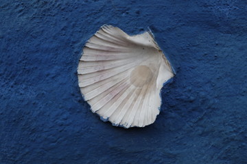 shell on blue wall