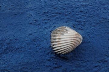 shell on blue wall