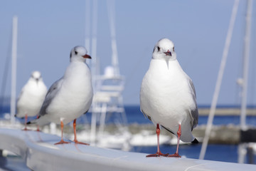 港に群れるユリカモメ
