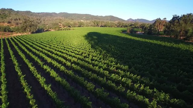 A high aerial over rows of vineyards in Northern California's Sonoma County. 