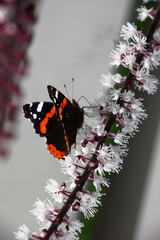 The butterfly on a cimicifuga inflorescence./On an inflorescence of a cimicifuga with small white flowers the butterfly with dark motley wings sits.