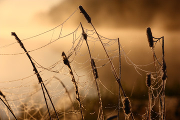 Thawing hoarfrost, web, dry grass./Autumn early in the morning during a dawn on a grass and a web the first hoarfrost has started to thaw.