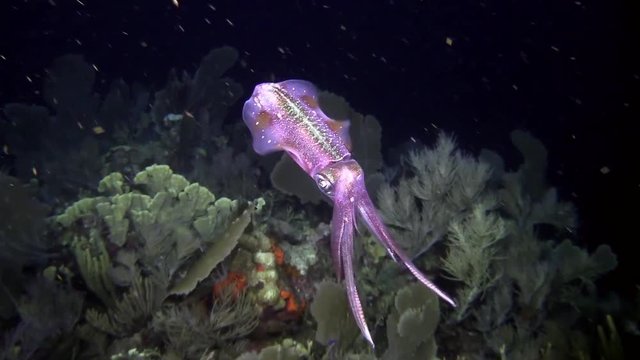 A reef squid underwater at night.
