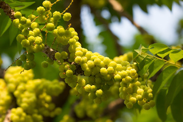 Close up of Star gooseberry.